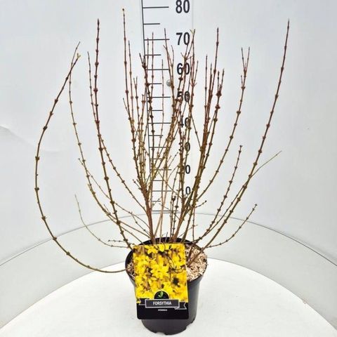 Forsythia x intermedia MINIGOLD