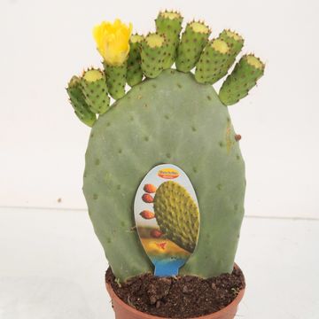 Opuntia ficus-indica