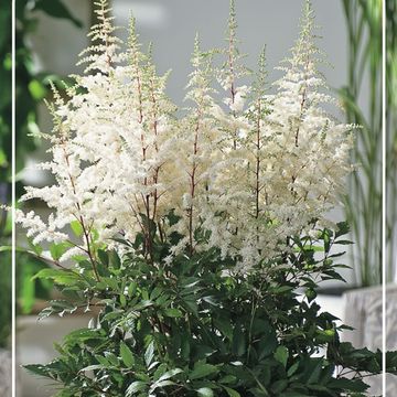 Astilbe 'Ellie'