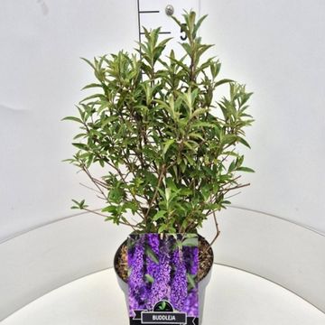 Buddleja davidii 'Ile de France'