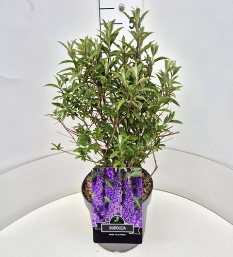 Buddleja davidii 'Ile de France'