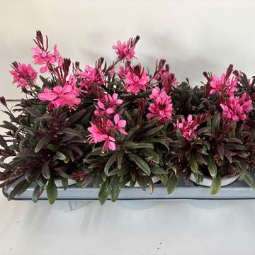 Gaura lindheimeri GAUDI PINK