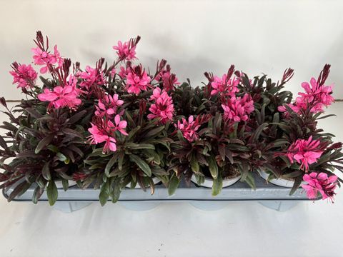 Gaura lindheimeri GAUDI PINK