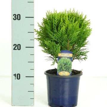 Thuja occidentalis 'Danica'