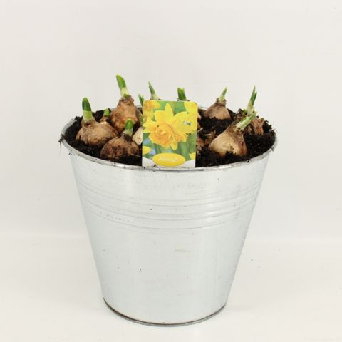 Narcissus 'Tête Bouclé'