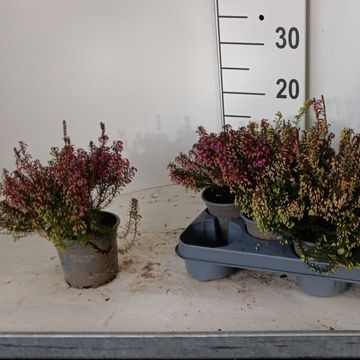 Erica carnea WINTER LADIES MIX