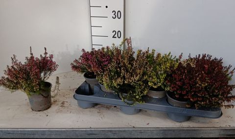 Erica carnea WINTER LADIES MIX
