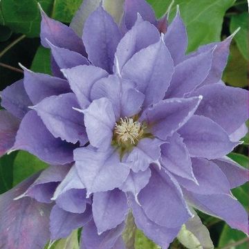 Clematis 'Yvette Houry' (LL)