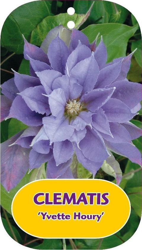 Clematis 'Yvette Houry' (LL)