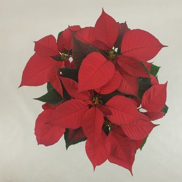 Euphorbia pulcherrima CHRISTMAS FEELINGS