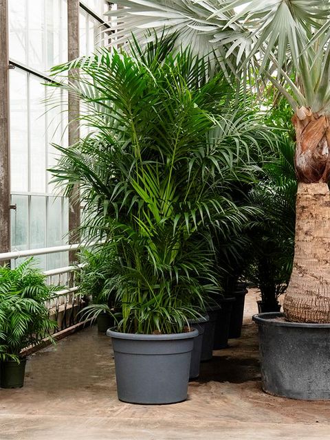 Howea forsteriana