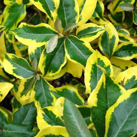 Elaeagnus x ebbingei 'Gilt Edge'