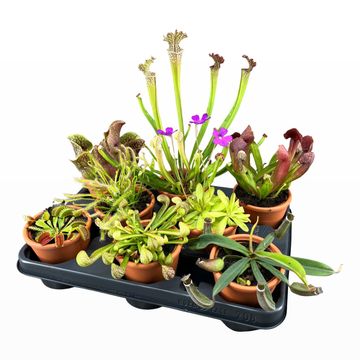 Carnivorous plants MIX