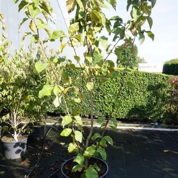 Magnolia x brooklynensis 'Yellow Bird'