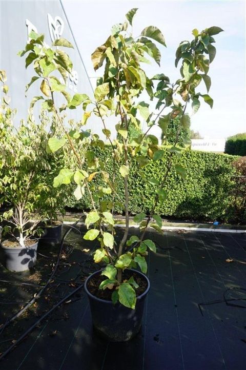 Magnolia x brooklynensis 'Yellow Bird'