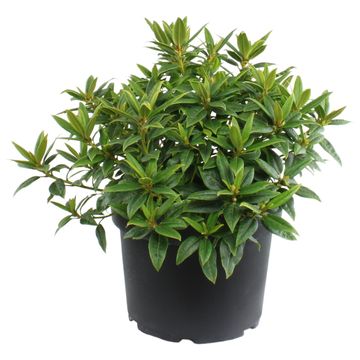 Rhododendron 'Dora Amateis'