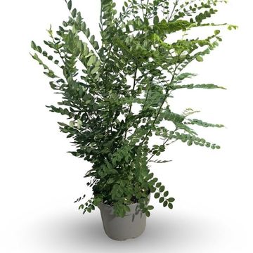Styphnolobium japonicum