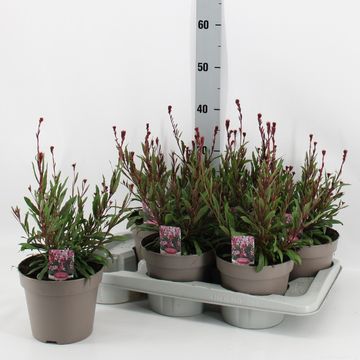 Gaura lindheimeri BELLEZA EARLY PINK