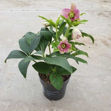 Helleborus orientalis