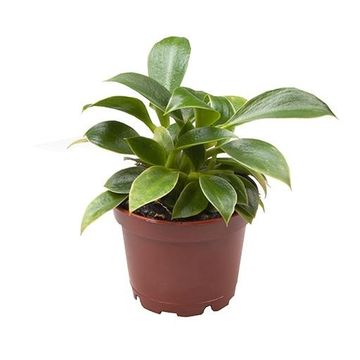 Philodendron 'Green Princess'