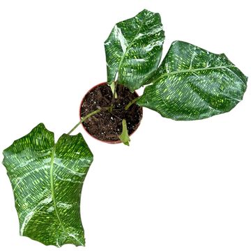 Calathea musaica 'Variegata'