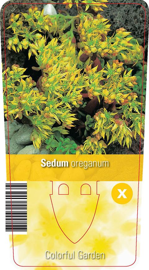 Sedum oreganum