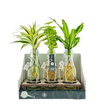 Arrangement Houseplants