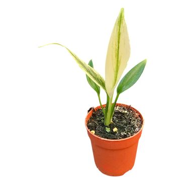 Epipremnum amplissimum 'Silver Variegata'