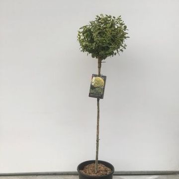 Euonymus fortunei 'Emerald 'n' Gold'