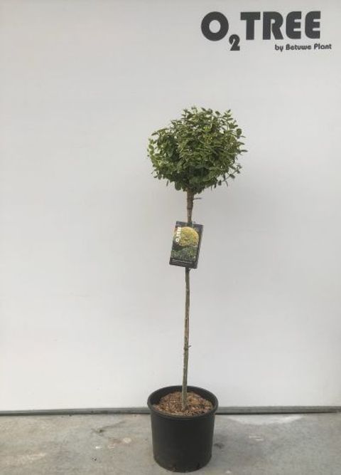 Euonymus fortunei 'Emerald 'n' Gold'