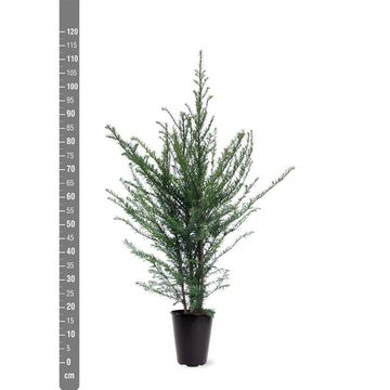 Taxus baccata