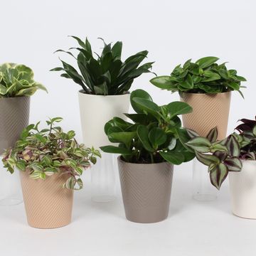 Plantes d'interieur MIX