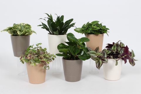 Plantes d'interieur MIX