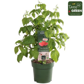 Rubus idaeus LOWBERRY LITTLE SWEET SISTER