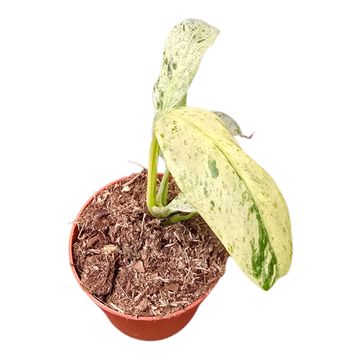 Rhaphidophora foraminifera 'Variegata'