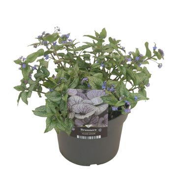 Brunnera macrophylla 'Silver Spear'