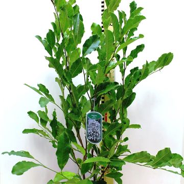 Magnolia stellata 'Waterlily'