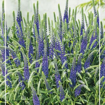 Veronica spicata ANNIVERSARY BLUE