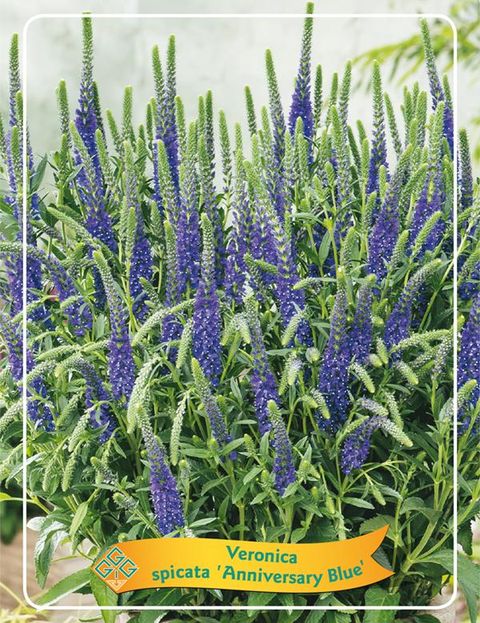 Veronica spicata ANNIVERSARY BLUE