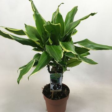 Dracaena fragrans 'Golden Coast'