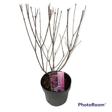 Syringa meyeri FLOWERFESTA PURPLE