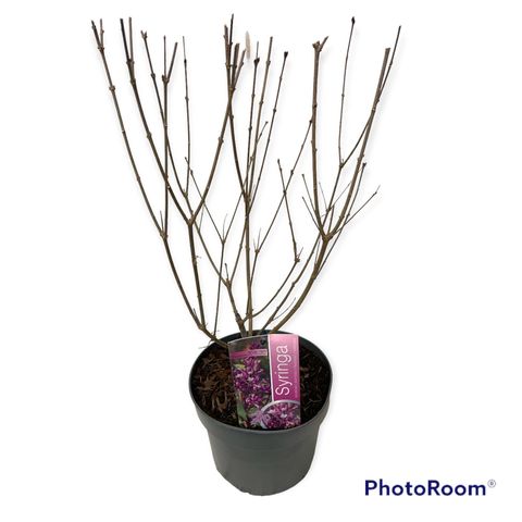Syringa meyeri FLOWERFESTA PURPLE