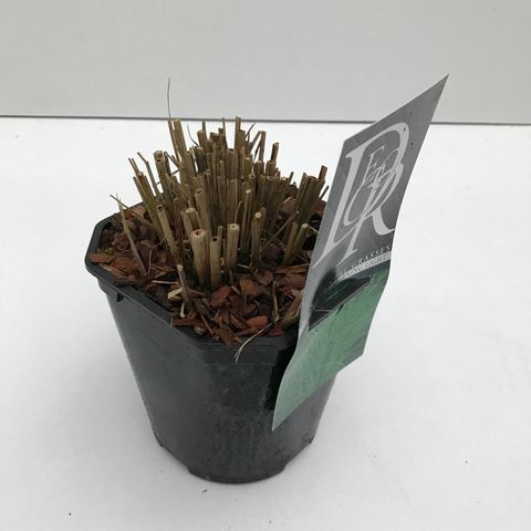 Miscanthus sinensis 'Morning Light'