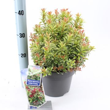 Pieris japonica 'Little Goldy'