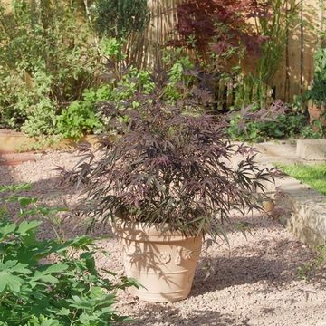 Acer palmatum 'Enkan'