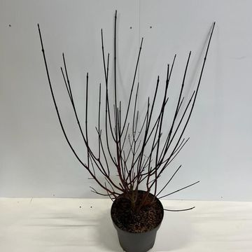 Cornus alba 'Kesselringii'