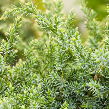 Juniperus chinensis 'Blue Alps'