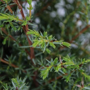 Juniperus communis 'Suecica'