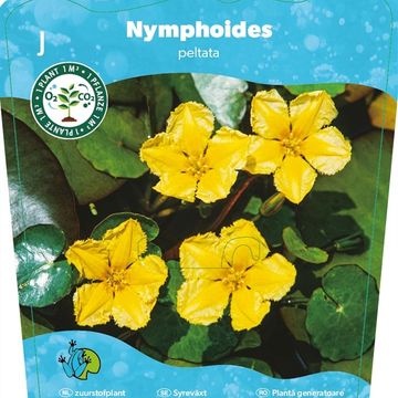 Nymphoides peltata