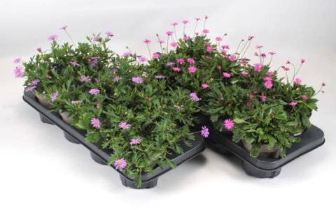 Brachyscome multifida MIX